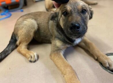 WAVY - ID#A016980